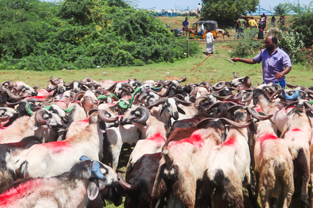 target-to-increase-export-of-animal-products-by-20-in-fy26-india-can-become-global-leader-government