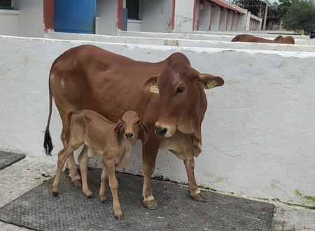 ndri-successfully-produced-gir-breed-calf-through-ivf-technology