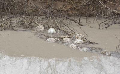 climate-and-wildlife-are-key-indicators-of-bird-flu-outbreak-in-europe-study