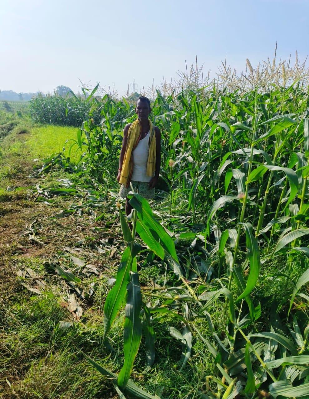 herd-of-wild-elephants-wreaks-havoc-tramples-maize-crop-damages-house-and-drip-irrigation-pipeline