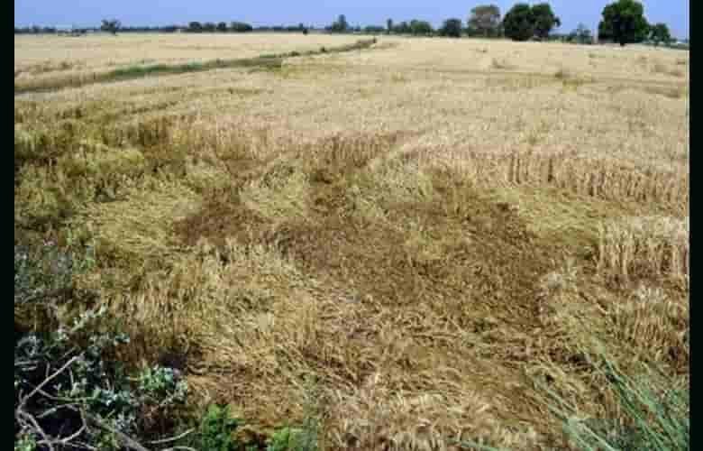 report-agricultural-npa-ratio-could-reach-56-percent-by-fy2028