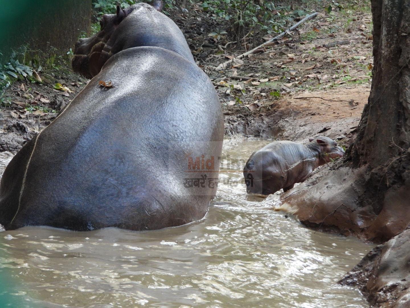 baby-hippopotamus-born-in-bhagwan-birsa-biological-park-number-rises-to-11